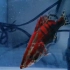 【红纹鳜鱼】养了一个多月的鳜鱼，越来越红了。