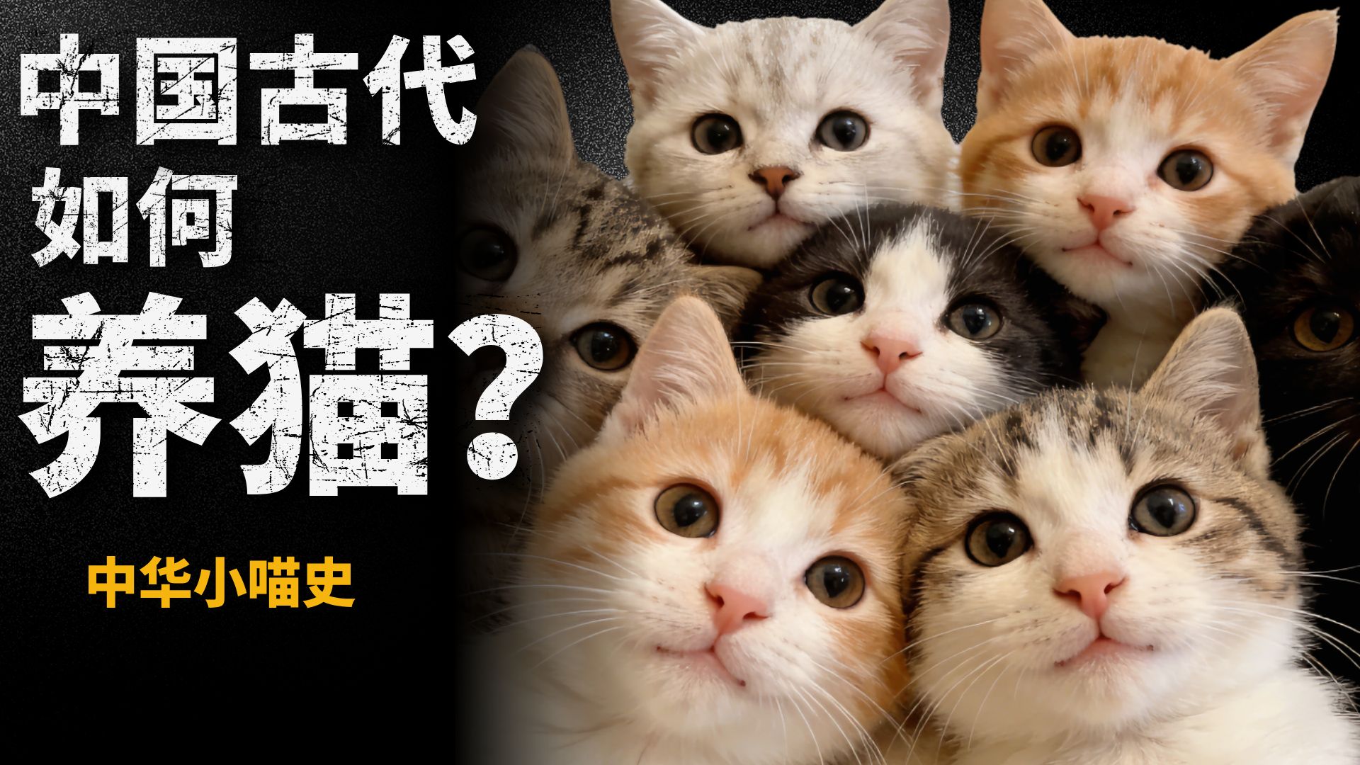 中国古代有多爱猫？一期带你看懂中华小喵史！