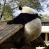大熊猫喜乐上房揭瓦