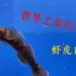 最短命的脊椎动物——虾虎鱼欣赏
