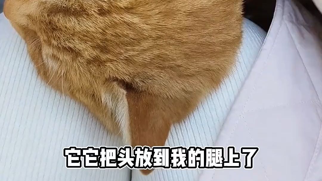 猫咪：再要一盘烤鱼嘛，好不好嘛