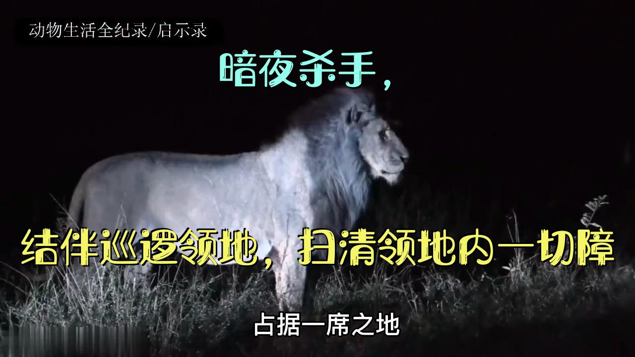 斯科罗雄狮联盟:暗夜杀手,结伴巡逻领地,扫清领地内一切障碍