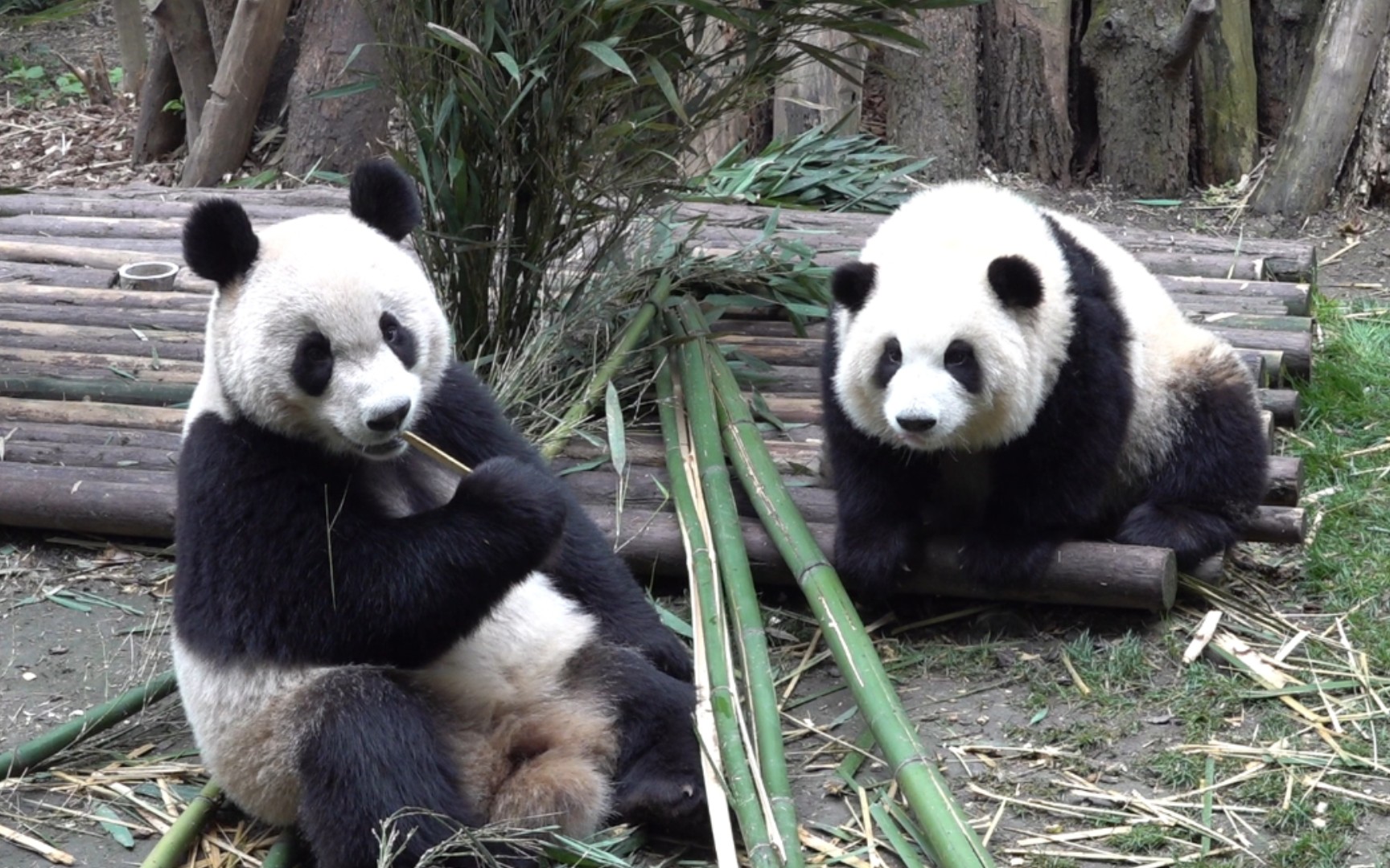 【大熊猫和花&艾玖】艾玖不小心吓到花花，被霸王花“狠狠”嗷一口