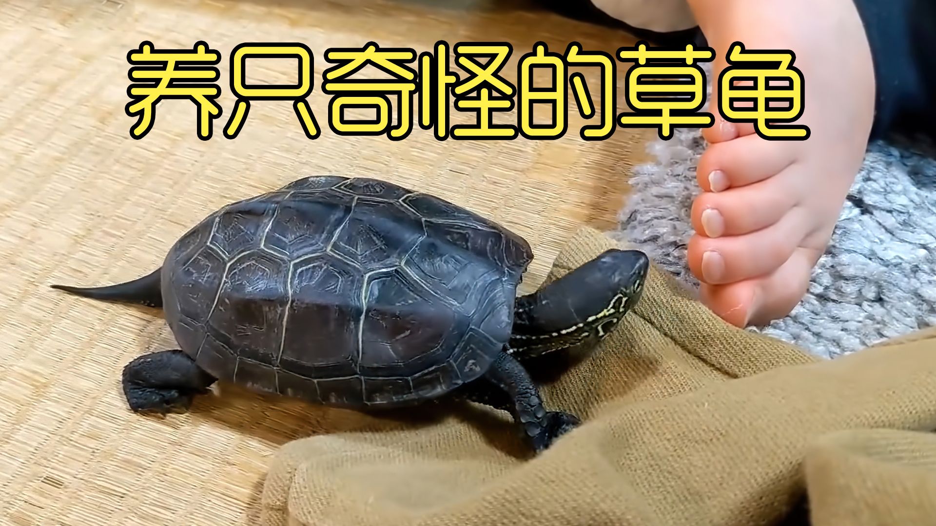 野外发现一只草龟带回家饲养，竟然有奇怪的爱好？