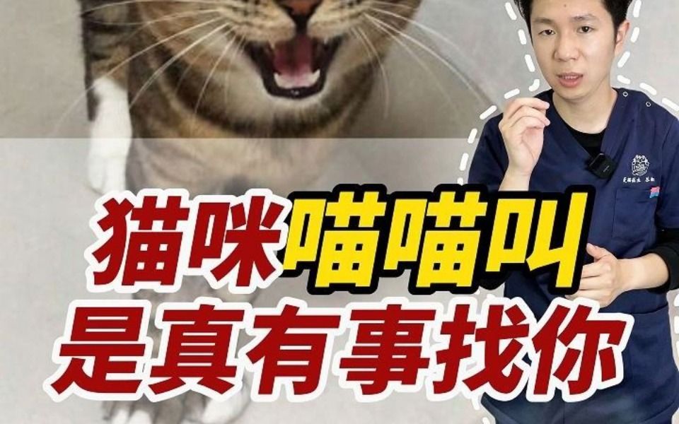 常见猫咪叫声，看看都在跟你说些啥