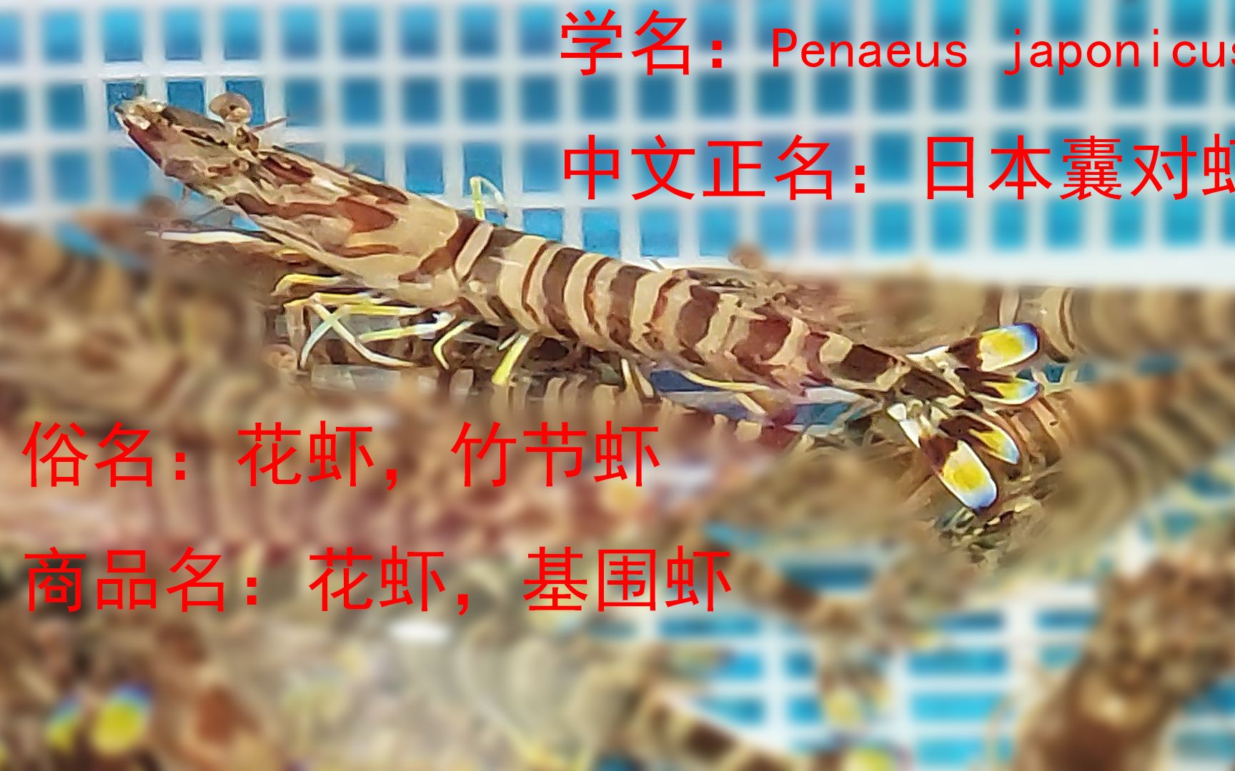 有辐射，别吃了——对日本囊对虾的错误预警