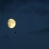 f916 夜晚月亮月黑风高乌云混沌镜头月色小鸟飞过高清实拍月亮视频素材