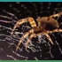 【BBC地球】慢速拍摄一张唯美蜘蛛网的织成@柚子木字幕组