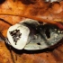 宠物蟑螂Gyna caffrorum母蠊若虫喂食