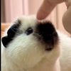 西伯利亚大野猪出没