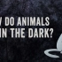 【TED-Ed】动物们是如何在夜间看东西的 @圆桌字幕组