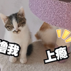 家有5只喵 飘飘欲仙