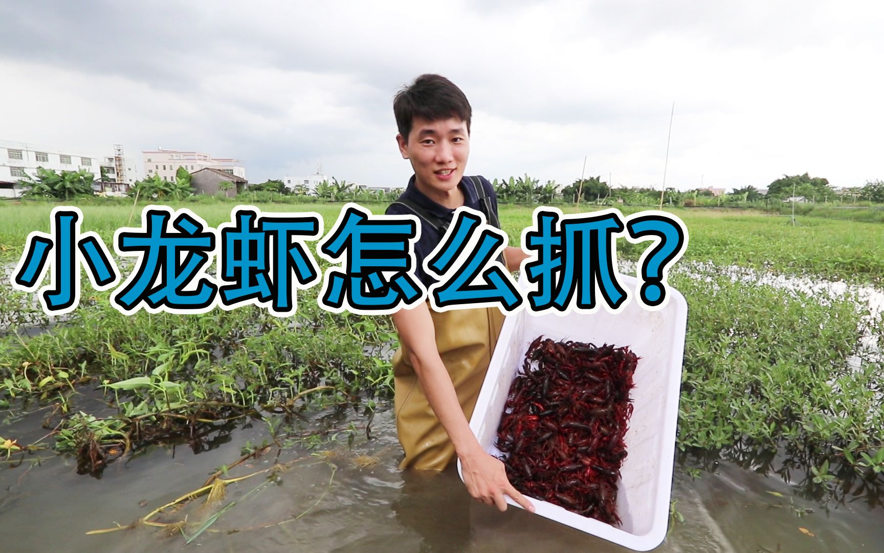 经常吃小龙虾，那你知道它们是怎么养殖的吗？养殖场用什么喂食呢