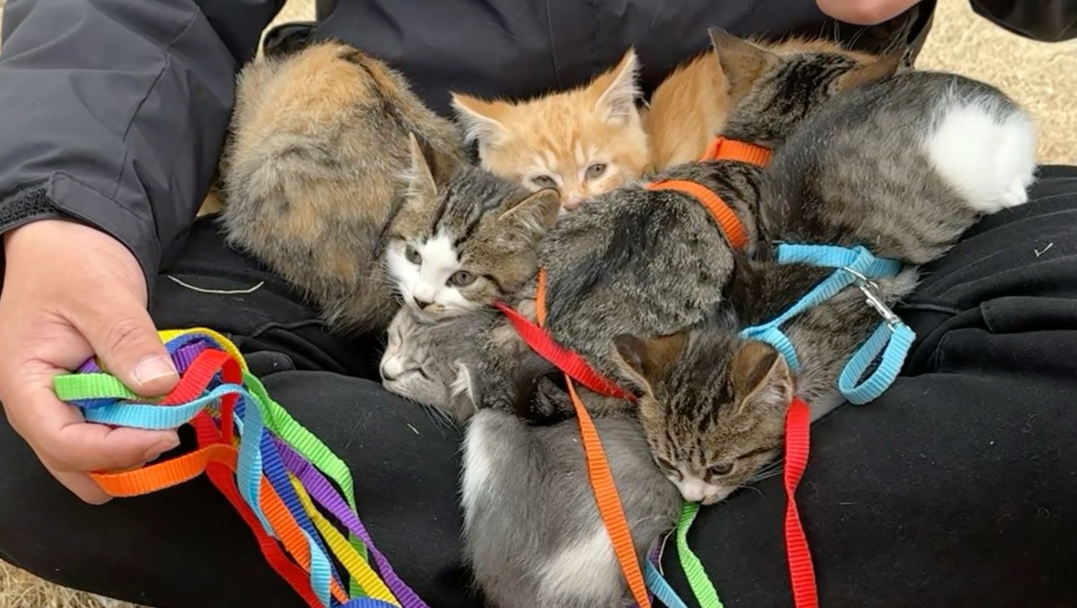 今天带小猫出去玩，结果出现意外了