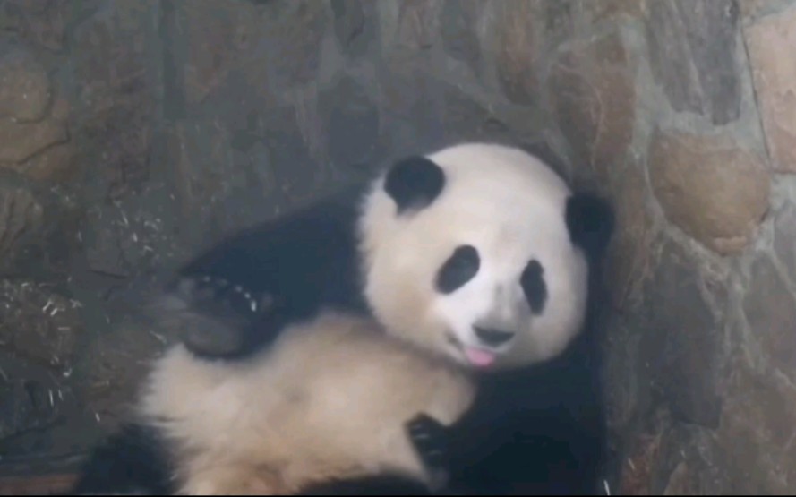 大熊猫和花自从这个视频后就被戏称猪八花了