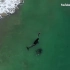 新西兰女人游泳遇到虎鲸，然后……