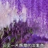作品59号: 紫藤萝瀑布（ 康辉朗读）