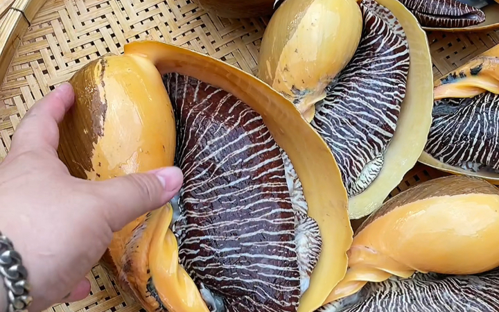 泰国美食：巨型椰子螺能一口吃出宝藏的宝贝螺麻辣红烧媲美鲍鱼