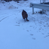 雪天狗狗