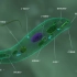 绿眼虫：一种生活在淡水中的单细胞生物，具有动物和植物的特性。