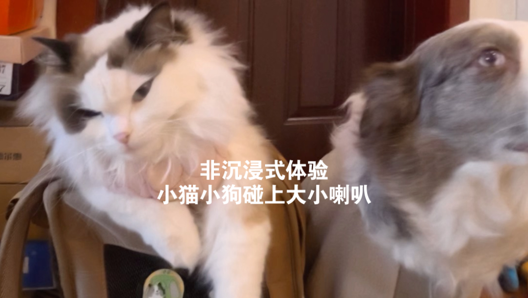 小猫小狗：“天塌了..大喇叭带了个小喇叭..”