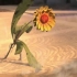 迪士尼40位艺术家合作的励志动画短片《杂草的梦想》