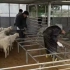 【种地吧直播】0222养殖组铺羊床抓羊之董事长被羊打了