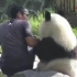 【国宝熊猫】熊猫：“靠着你坐，你还敢推我？”