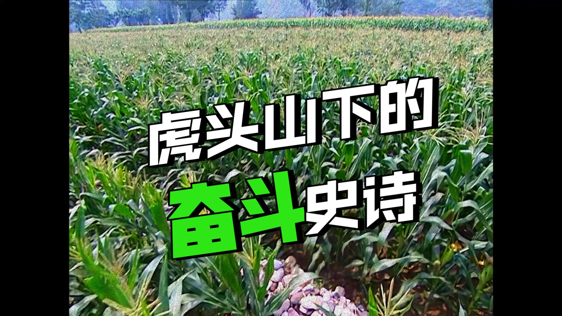 12 学大寨 赶大寨 全国农业学大寨 1964年