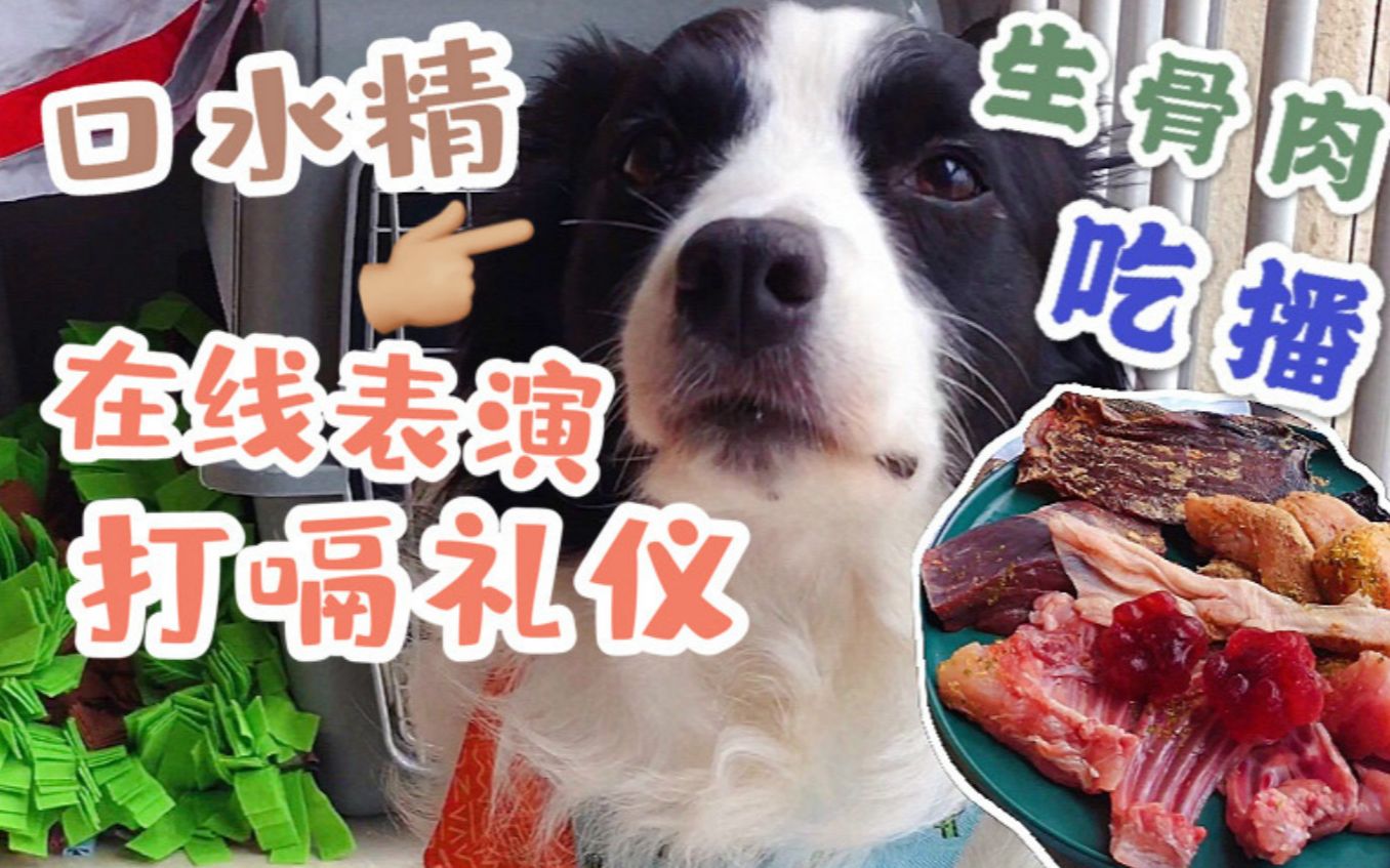 【边境牧羊犬】在线演示打嗝礼仪