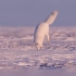 “钻地导弹”北极狐捕猎的沙雕姿势