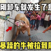 不甘束手就擒坐以待毙的老牛拼命反抗，没想到突然发生了意外