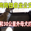 狗狗为了和女友约会，每天独自坐公交车，与30公里外的母犬相见