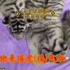2022虎年迎接3只白虎宝宝(都很健康)看到的来接虎(福)气啦