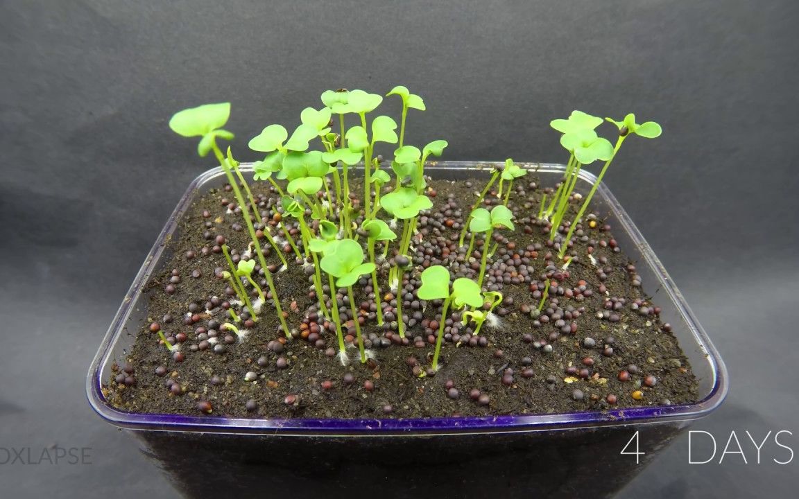 西兰花芽苗8天生长过程延时摄影