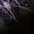 昆明植物园的动物邻居之灰林鸮