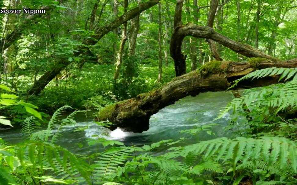 4K 新緑の癒しの森 軽井沢 御射鹿池.哔哩哔哩bilibili