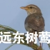 【生态观察记】71远东树莺的歌声