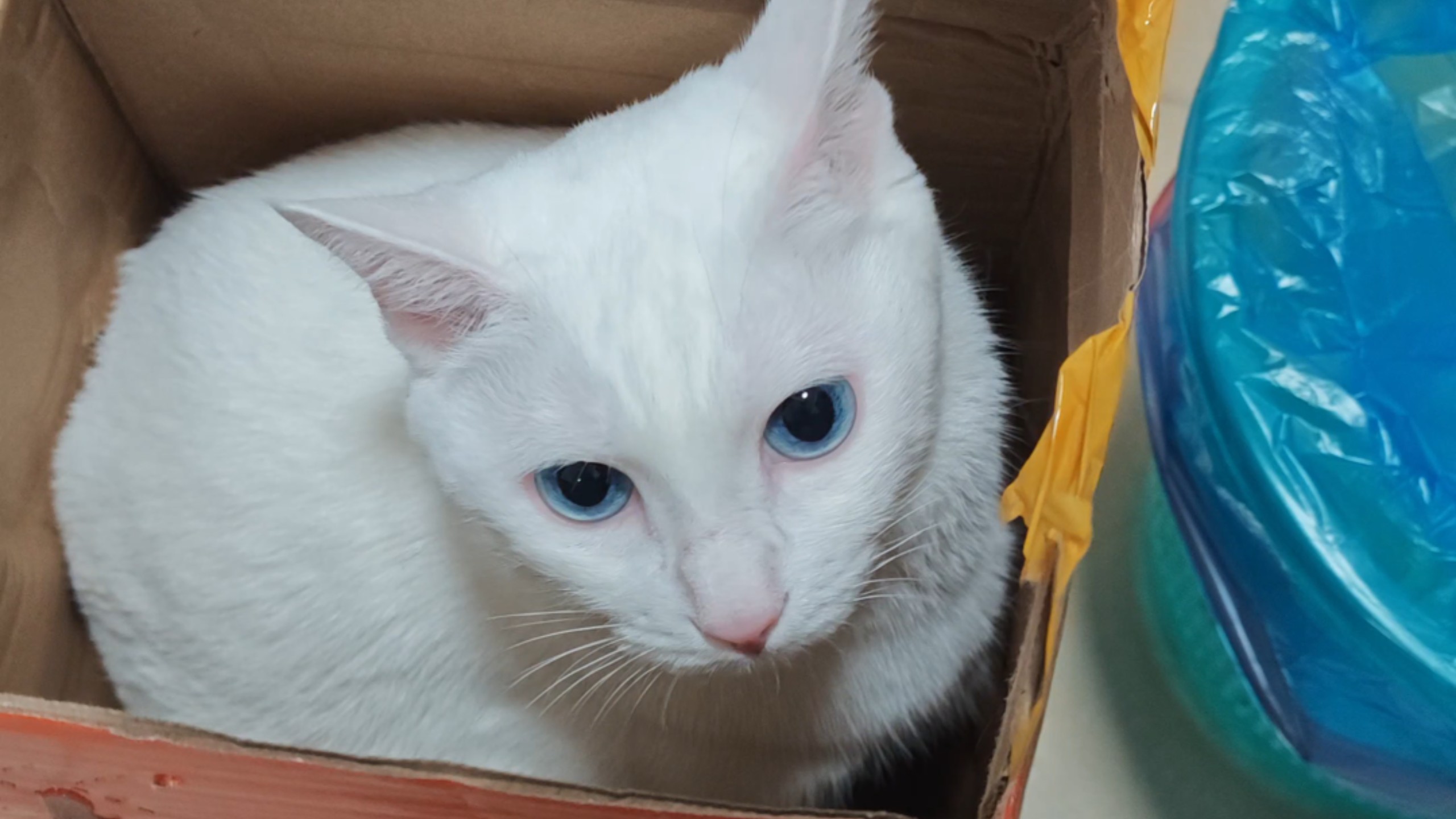 最效率的猫咪诱捕器