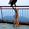 猴群遇狗群是战是和？孰强孰弱？请拭目以待