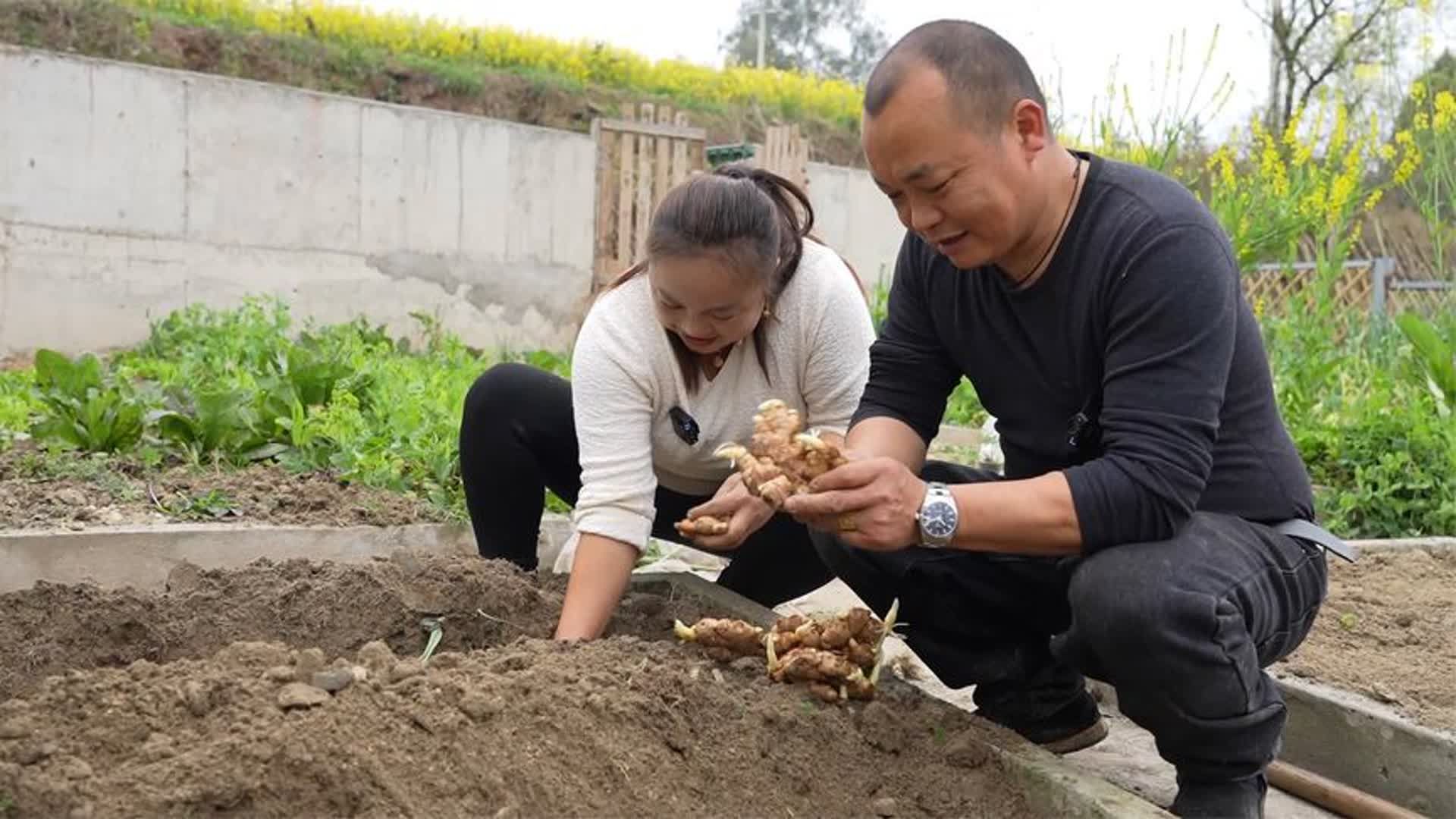 这两天正是种菜的好时节，亲家在城里帮忙带孙孙，舅娘回家来种菜