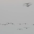 鄱阳湖观鸟：看看大雁是如何降落的。