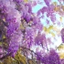 “我 的 院 子 里 有 四 万 万 朵 紫 藤 花”