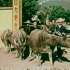 60年代广东农村珍贵影像