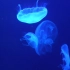 《a7s3》南京海底世界-水母