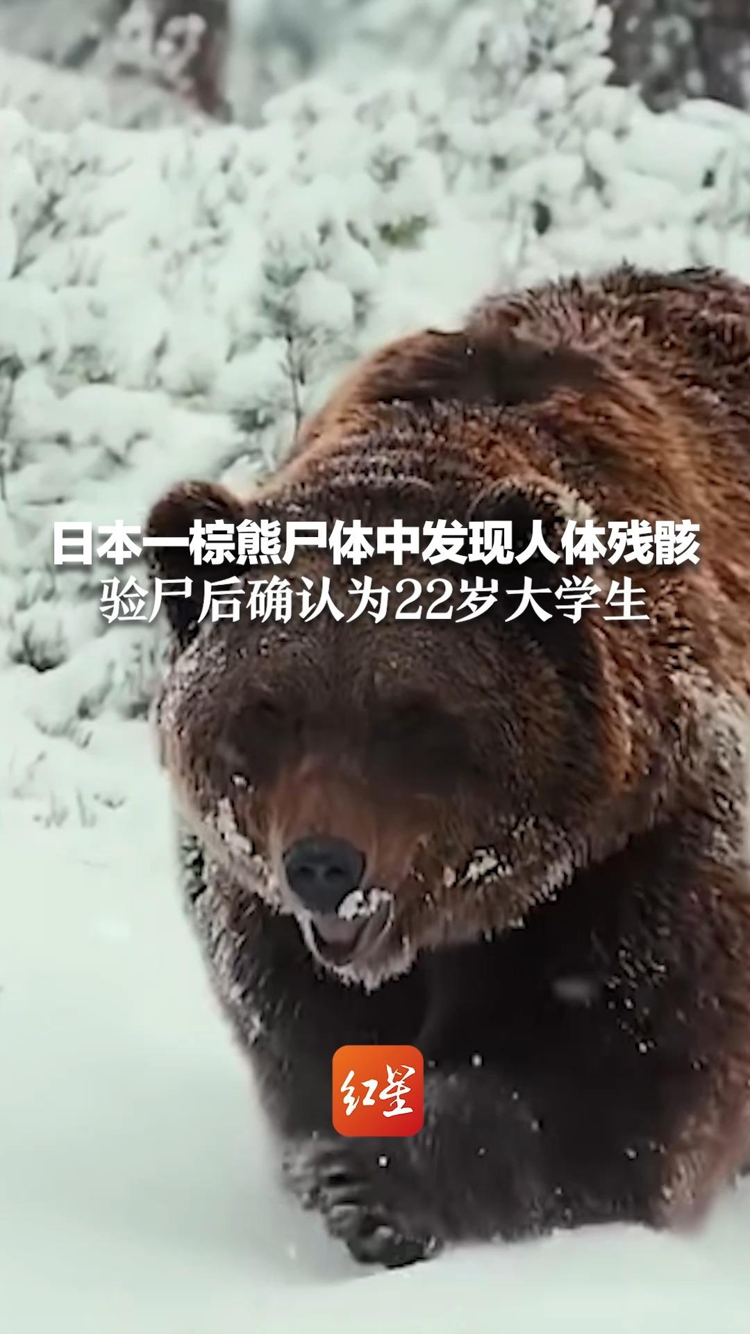 日本一棕熊尸体中发现人体残骸 验尸后确认为22岁大学生