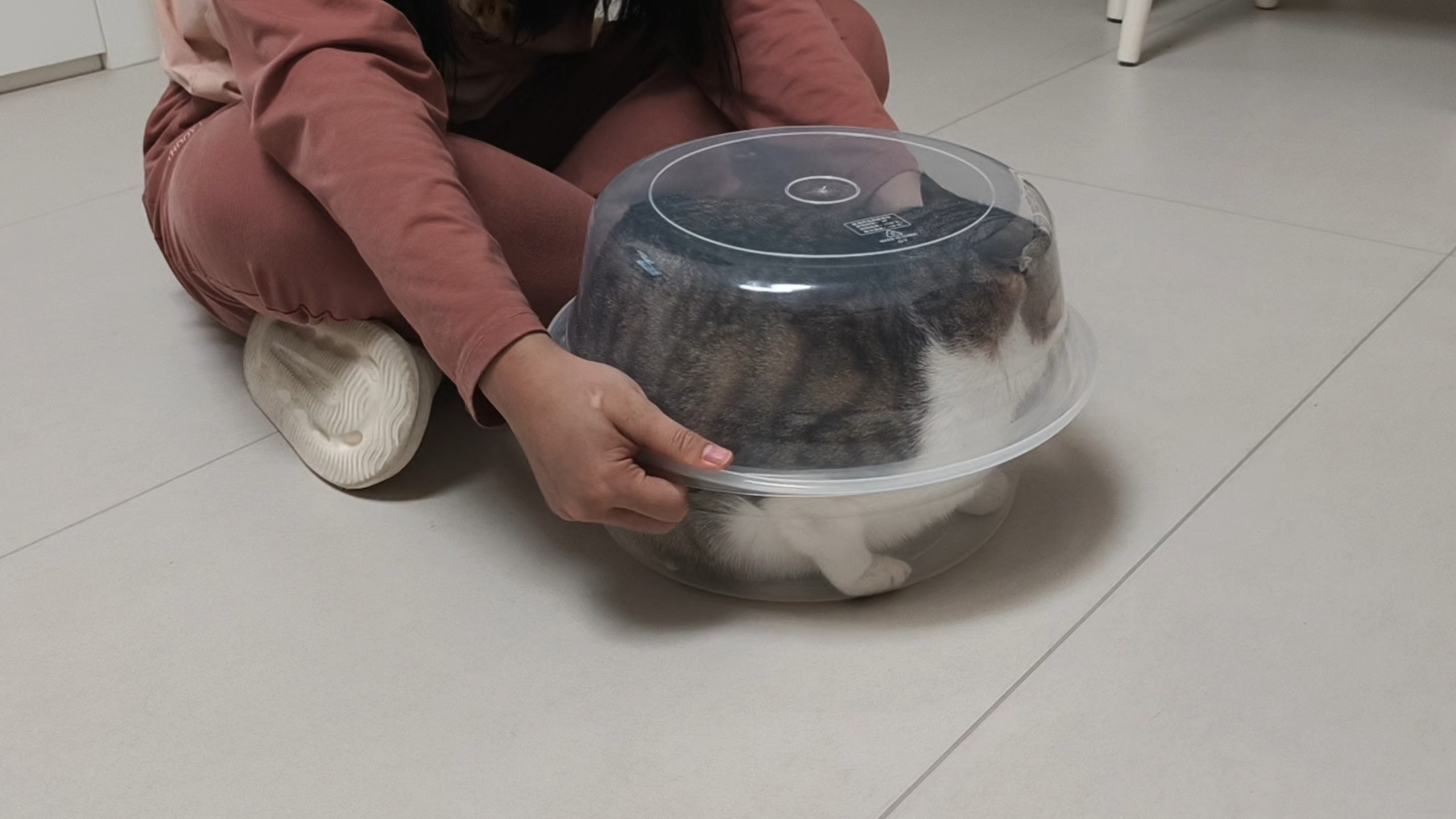 猫是液体，但猪不是