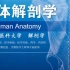 人体解剖学-系统解剖学59全集-中国医科大学解刨学课程