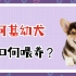 柯基幼犬如何喂养？