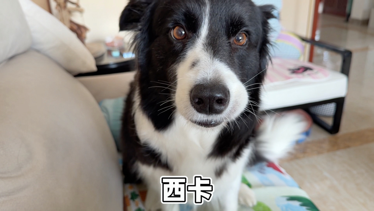 一直叫小狗的名字看看它是什么反应